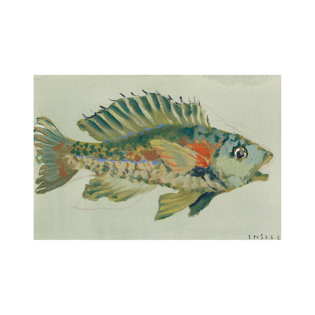 inslee fariss olive fish print watercolor art