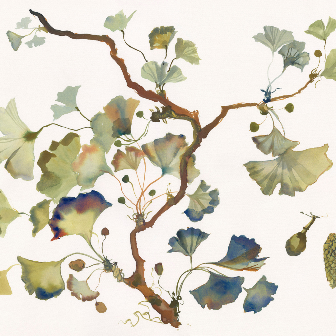 Paris Apartment Series: Ginkgo inslee fariss watercolor