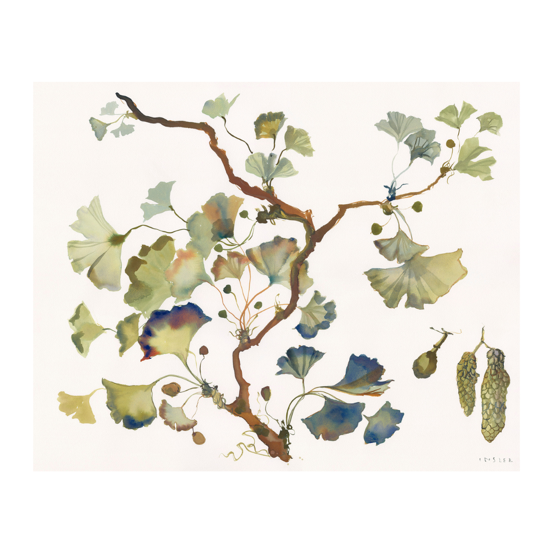 Paris Apartment Series: Ginkgo inslee fariss watercolor