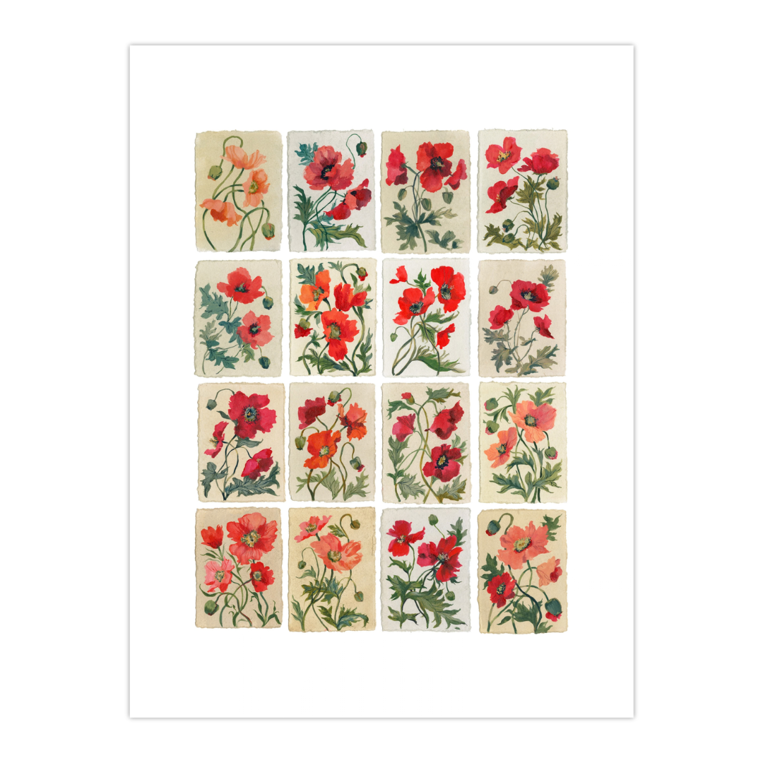 August's Poppy: Series of 16