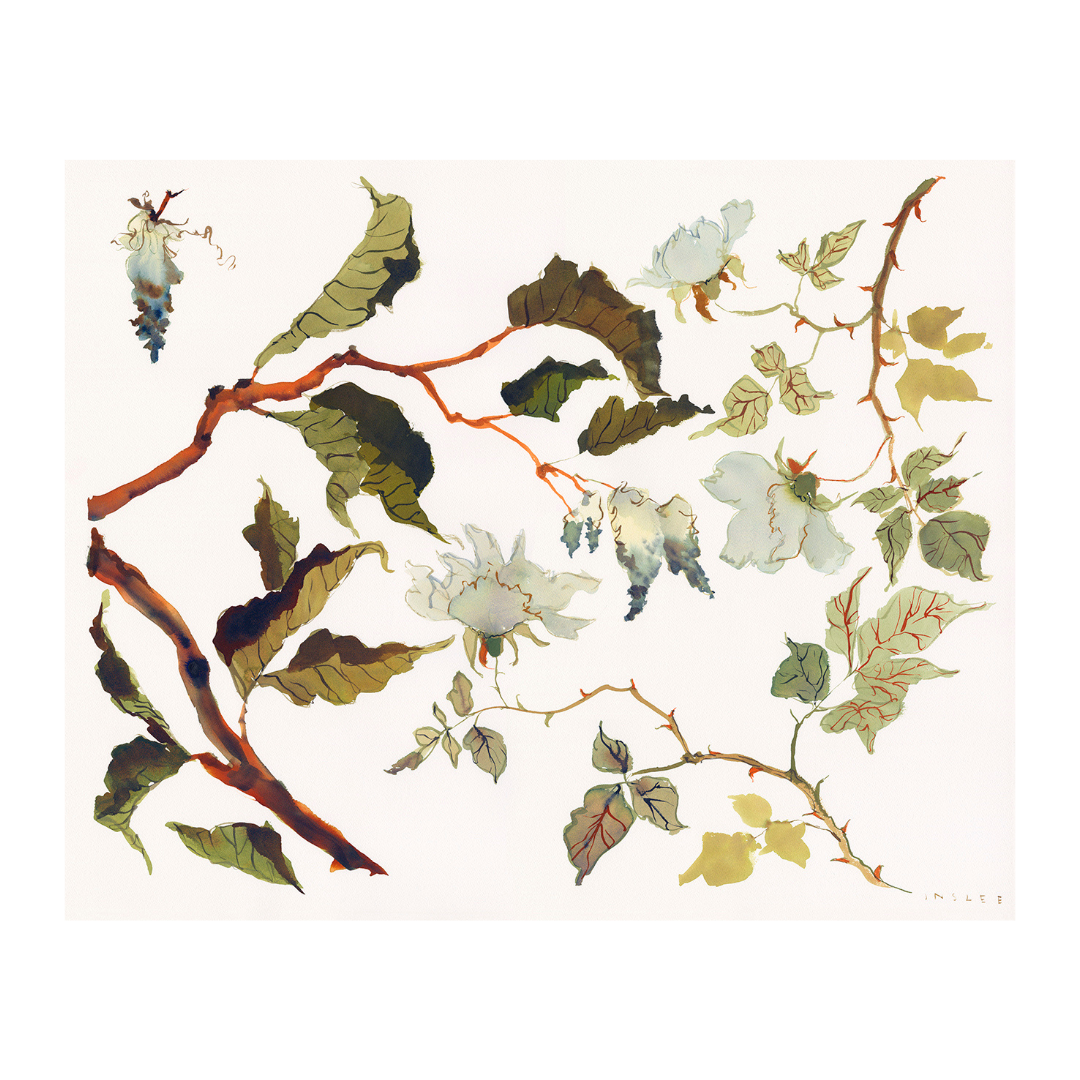 Paris Apartment Series: Fairytale Rose inslee watercolor