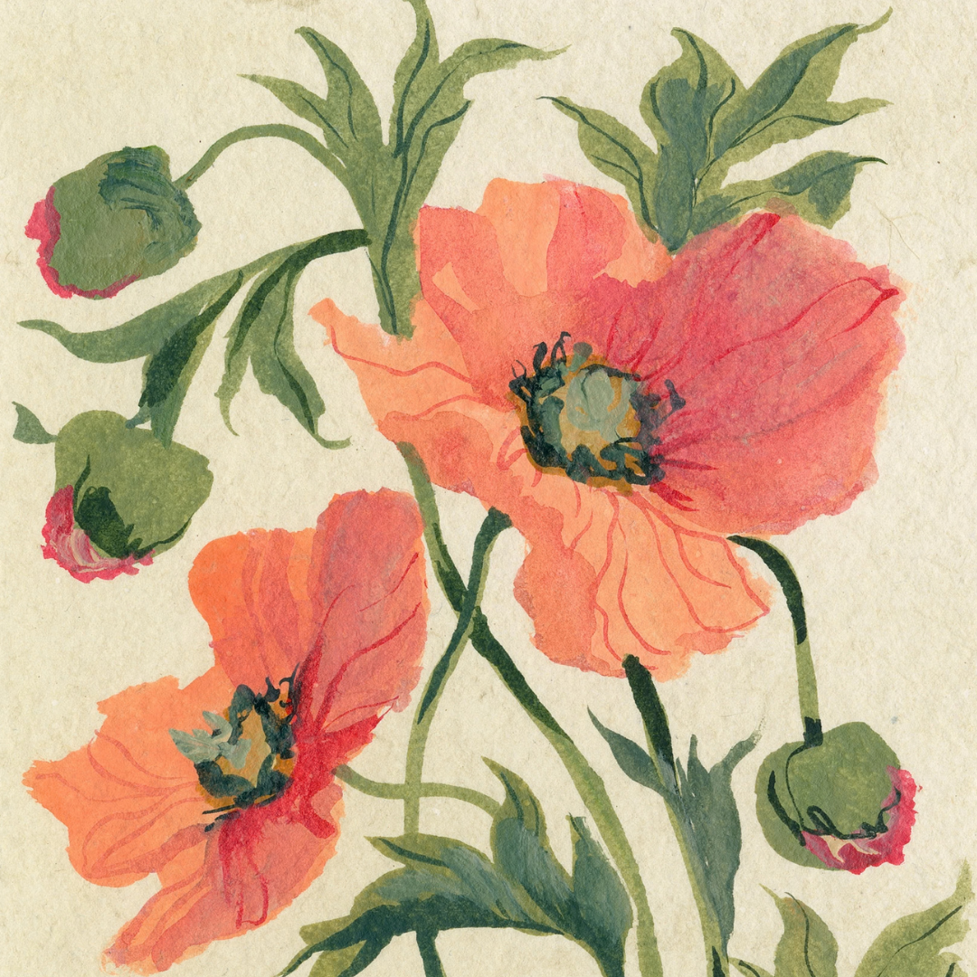 August's Poppy No. 1