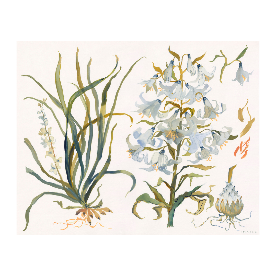 Paris Apartment Series: Lily inslee fariss watercolor