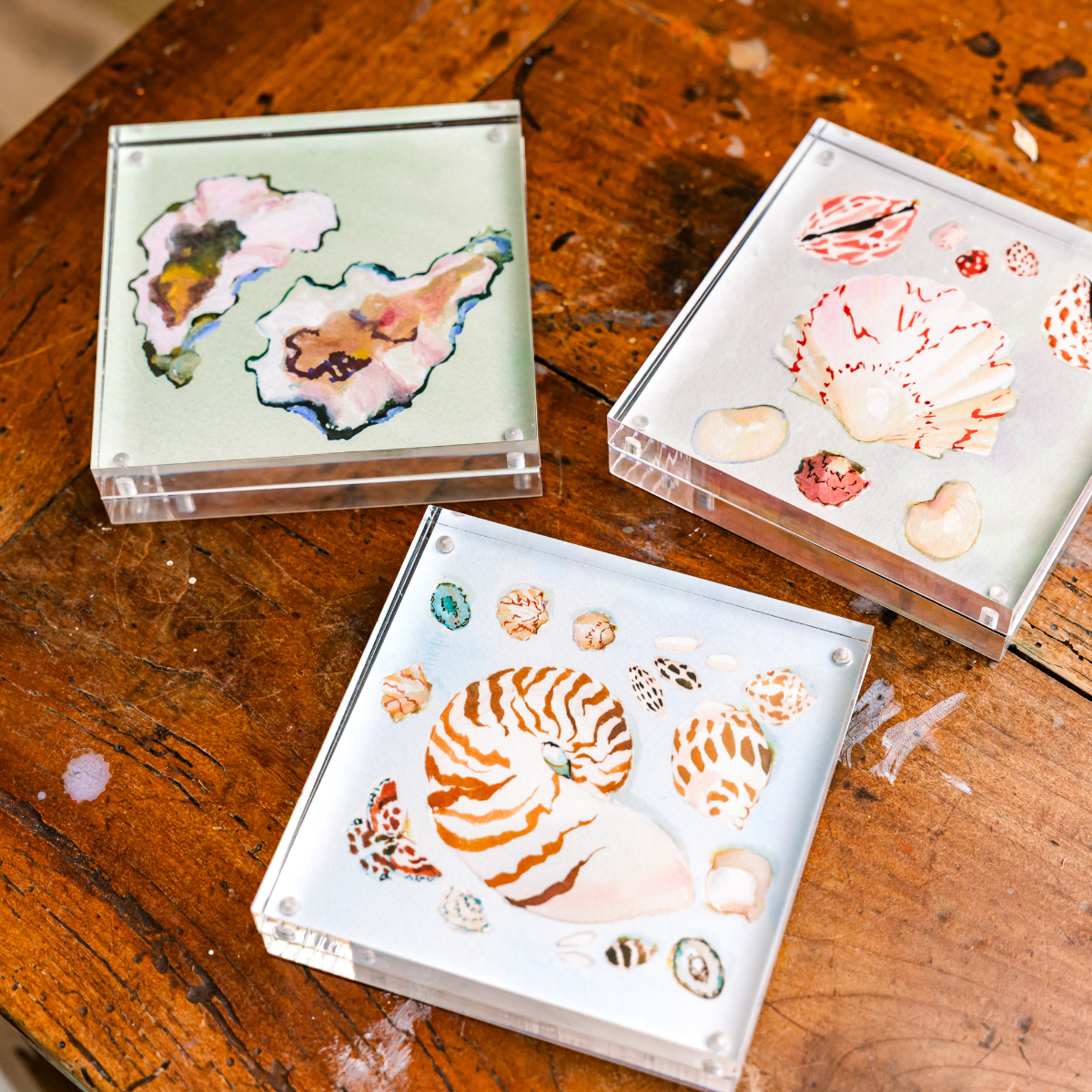 inslee watercolor print acrylic block oysters sea shells