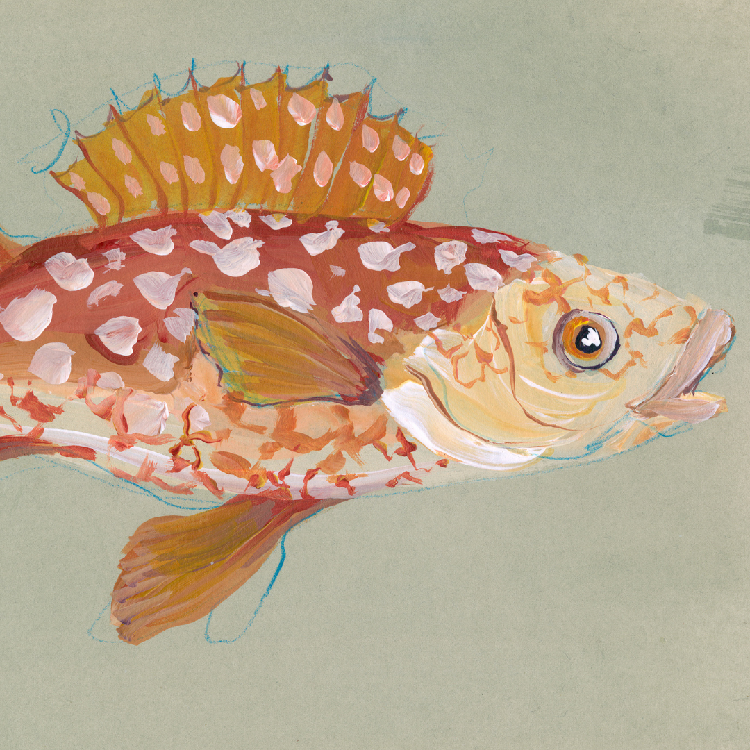 inslee fariss tangerine fish print watercolor art