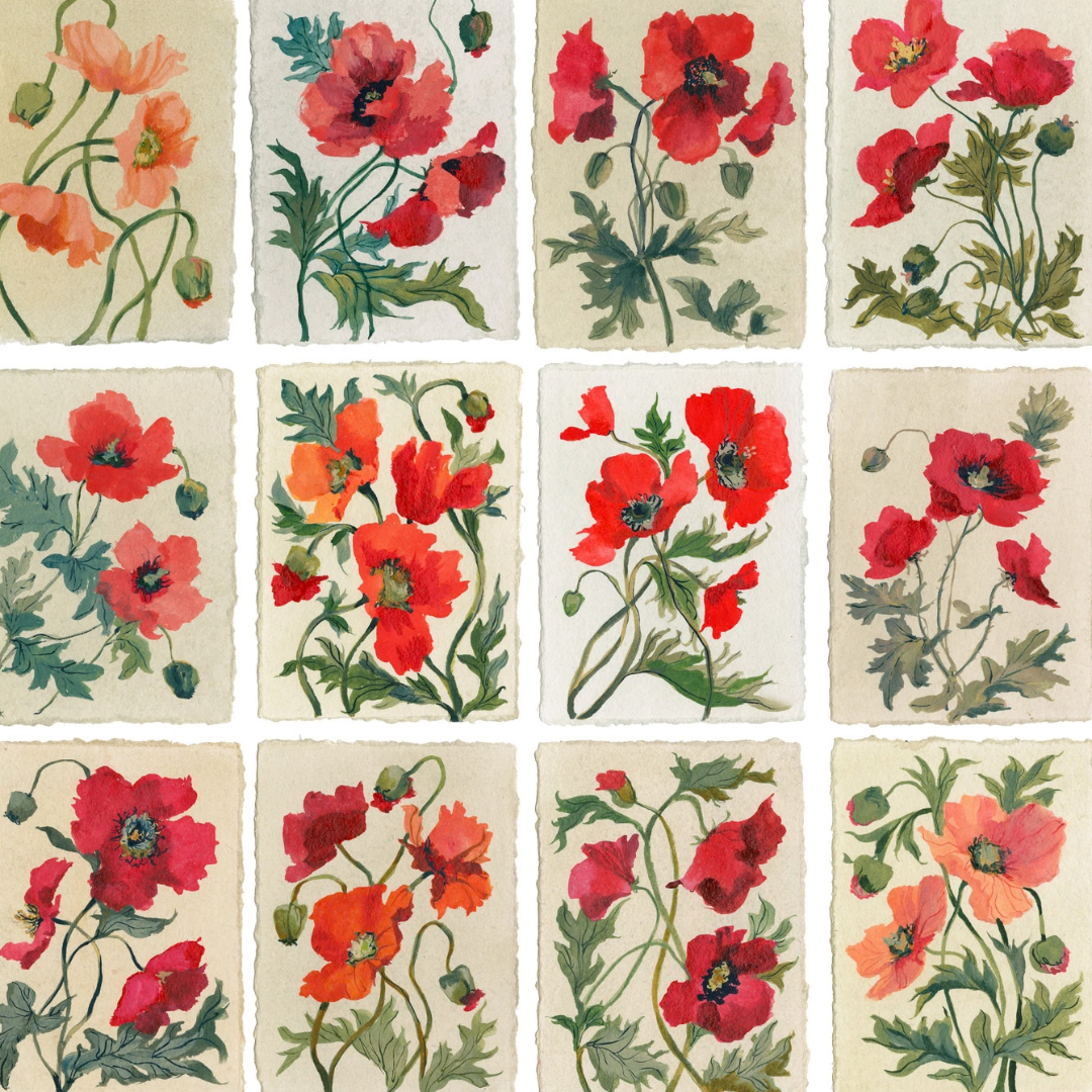 August's Poppy: Series of 16