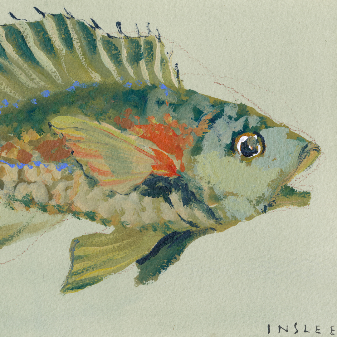 inslee fariss olive fish print watercolor art
