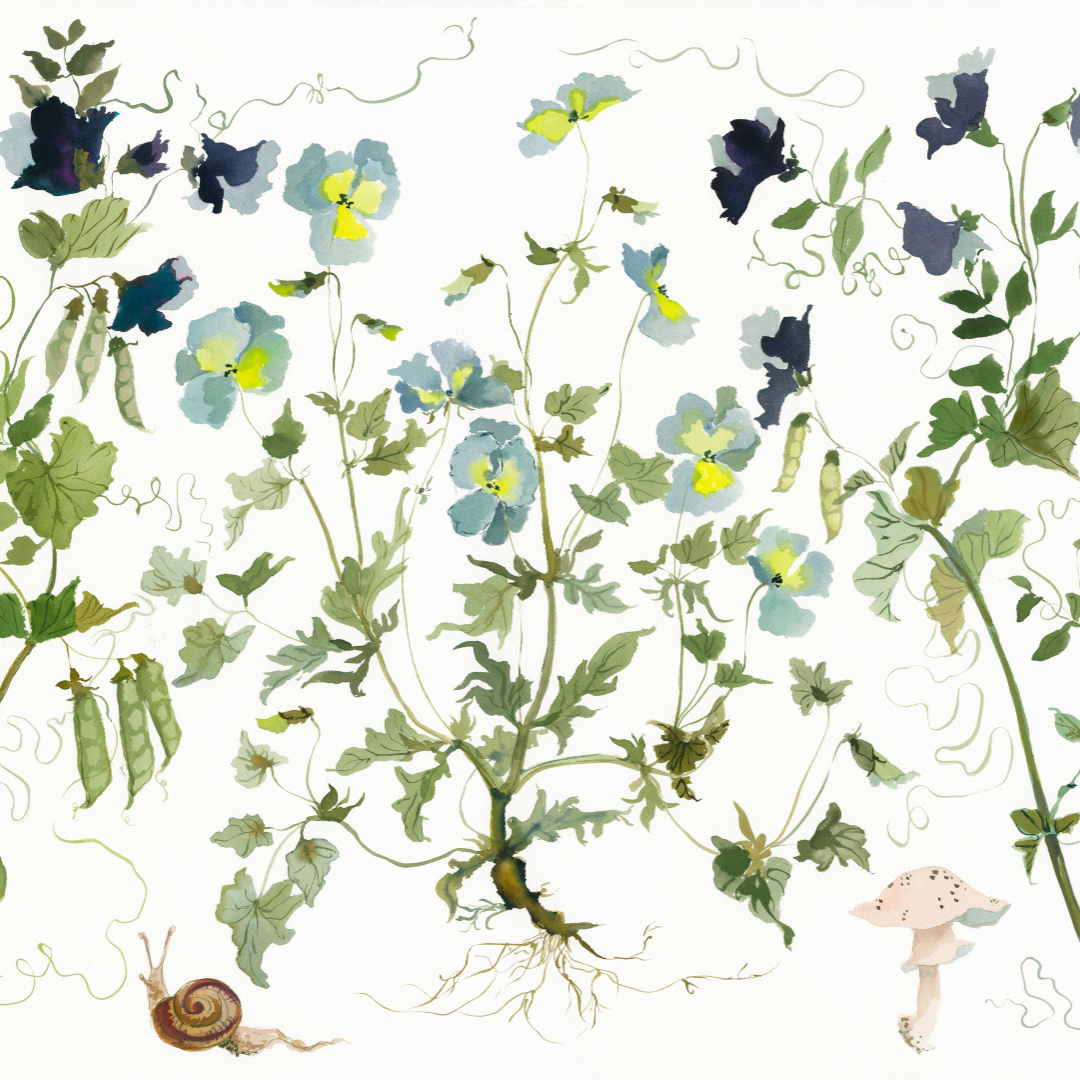 Paris Apartment Series: Pansy, Sweetpea and Snails inslee fariss watercolor