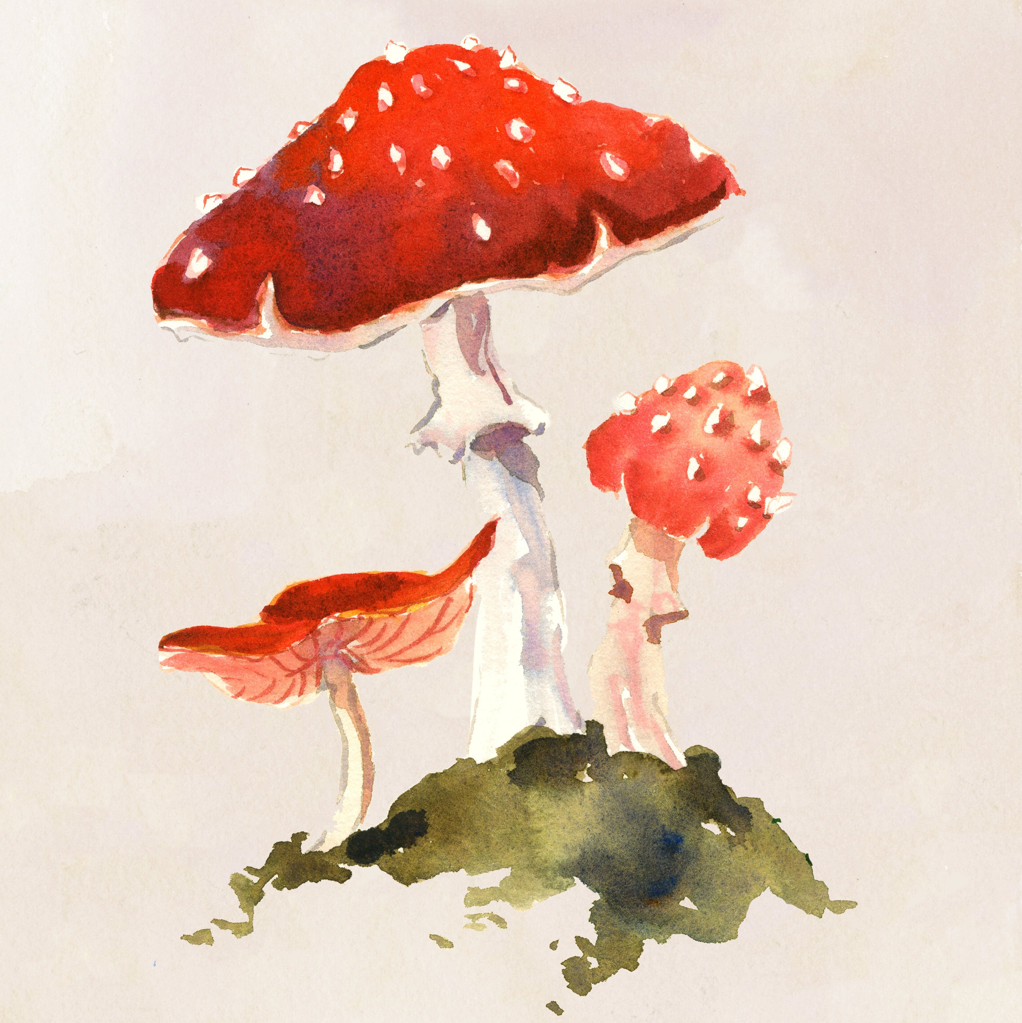 A limited edition print of red mushrooms with white spots on a green base, signed and dated on the back, framed in a magnetic acrylic block frame.