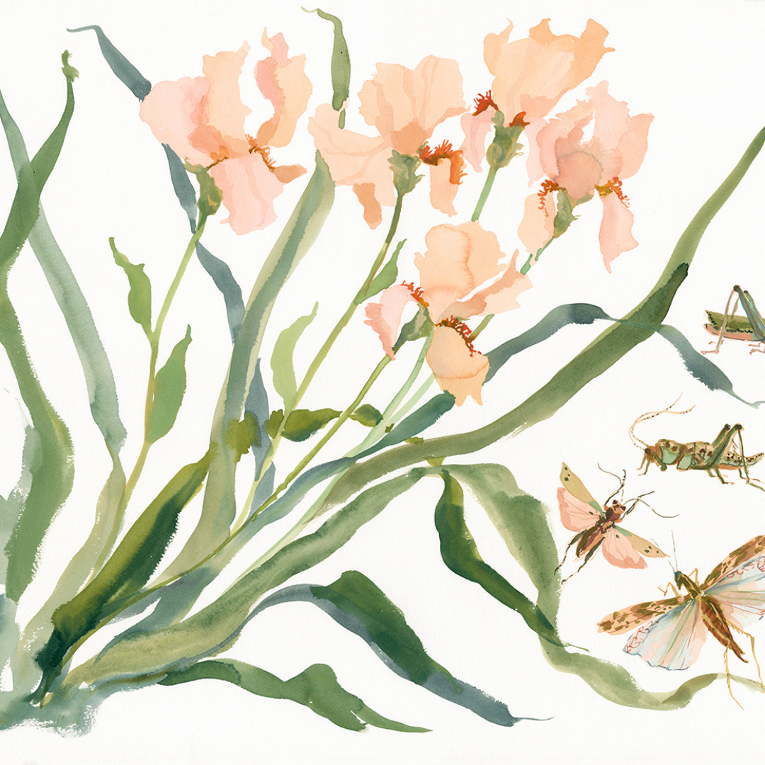 Paris Apartment Series: Iris and Grasshopper inslee fariss watercolor