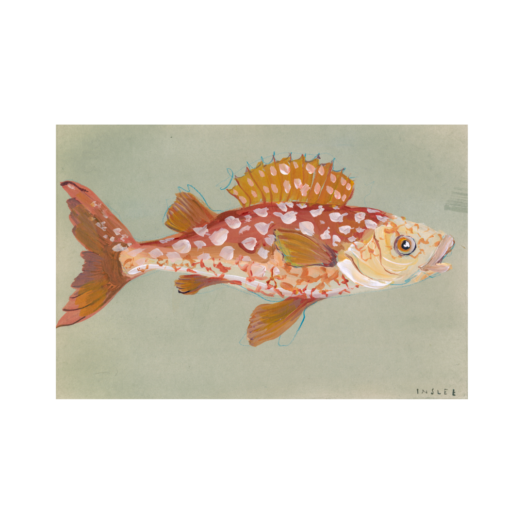 inslee fariss tangerine fish print watercolor art