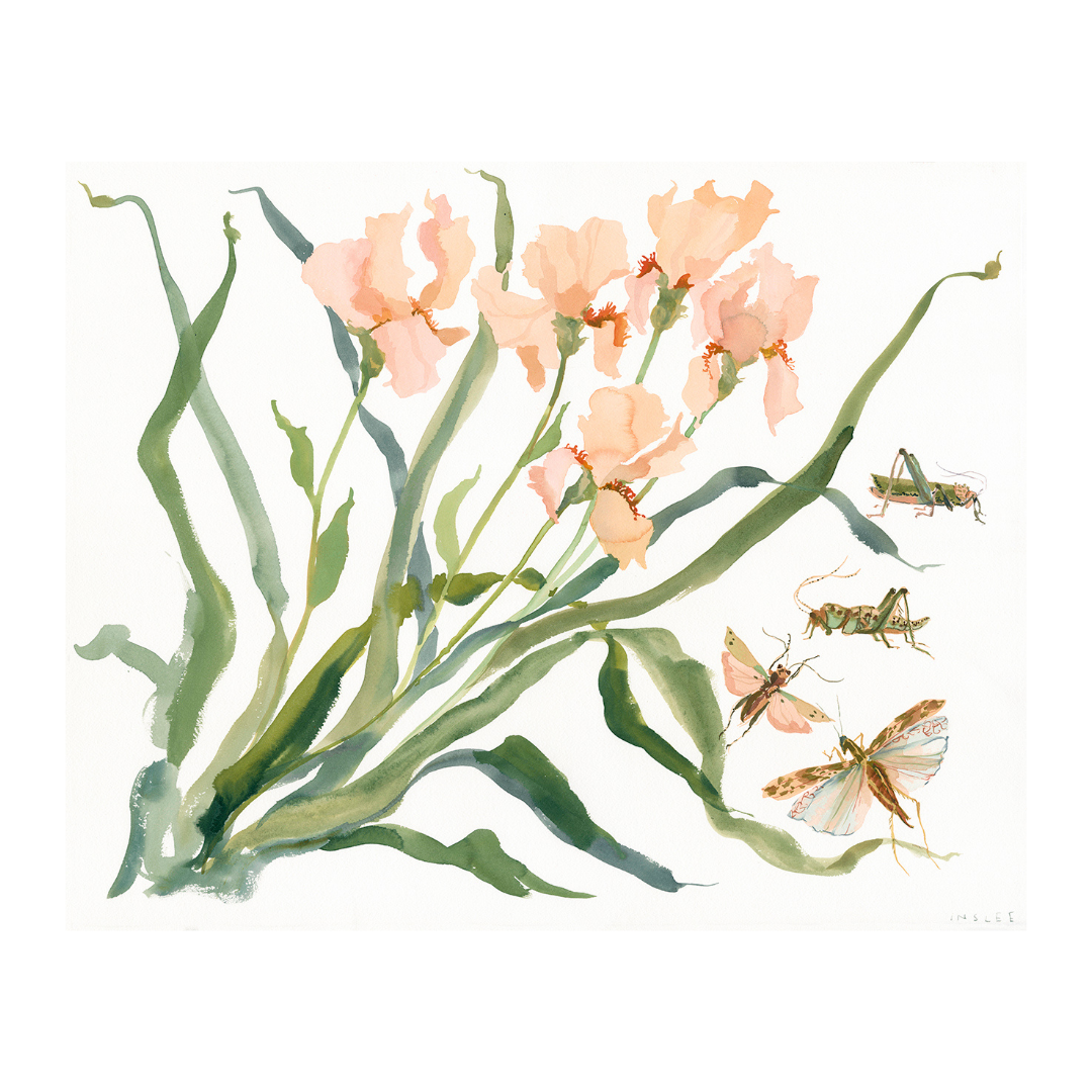 Paris Apartment Series: Iris and Grasshopper inslee fariss watercolor