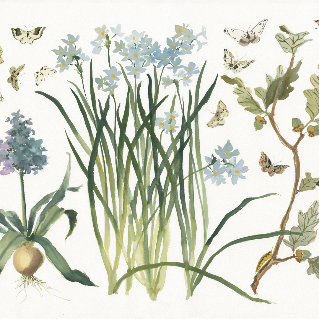 Paris Apartment Series: Paperwhite, Hyacinth and Oak inslee watercolor print 