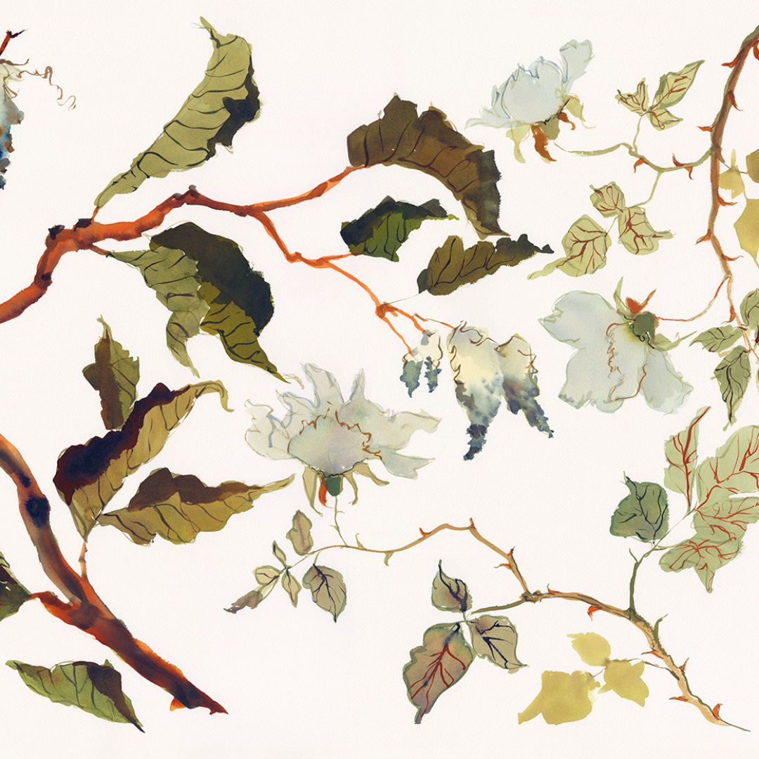Paris Apartment Series: Fairytale Rose inslee watercolor