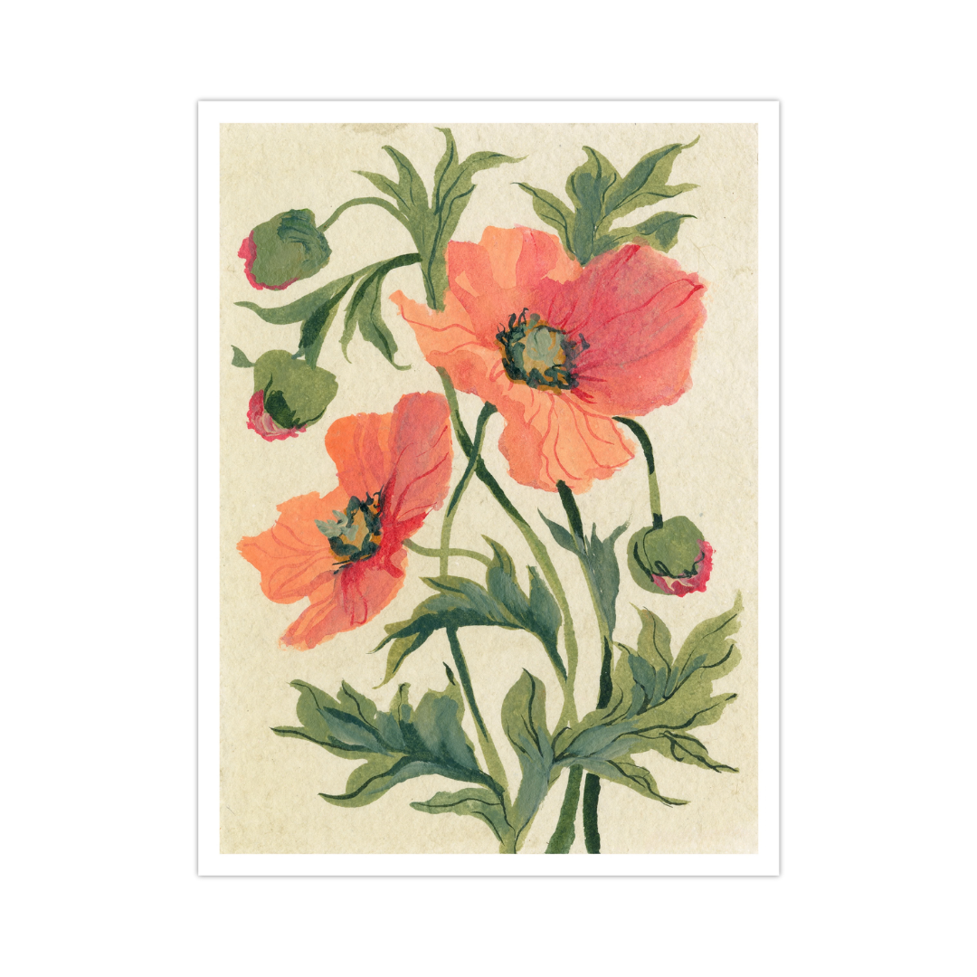 August's Poppy No. 1