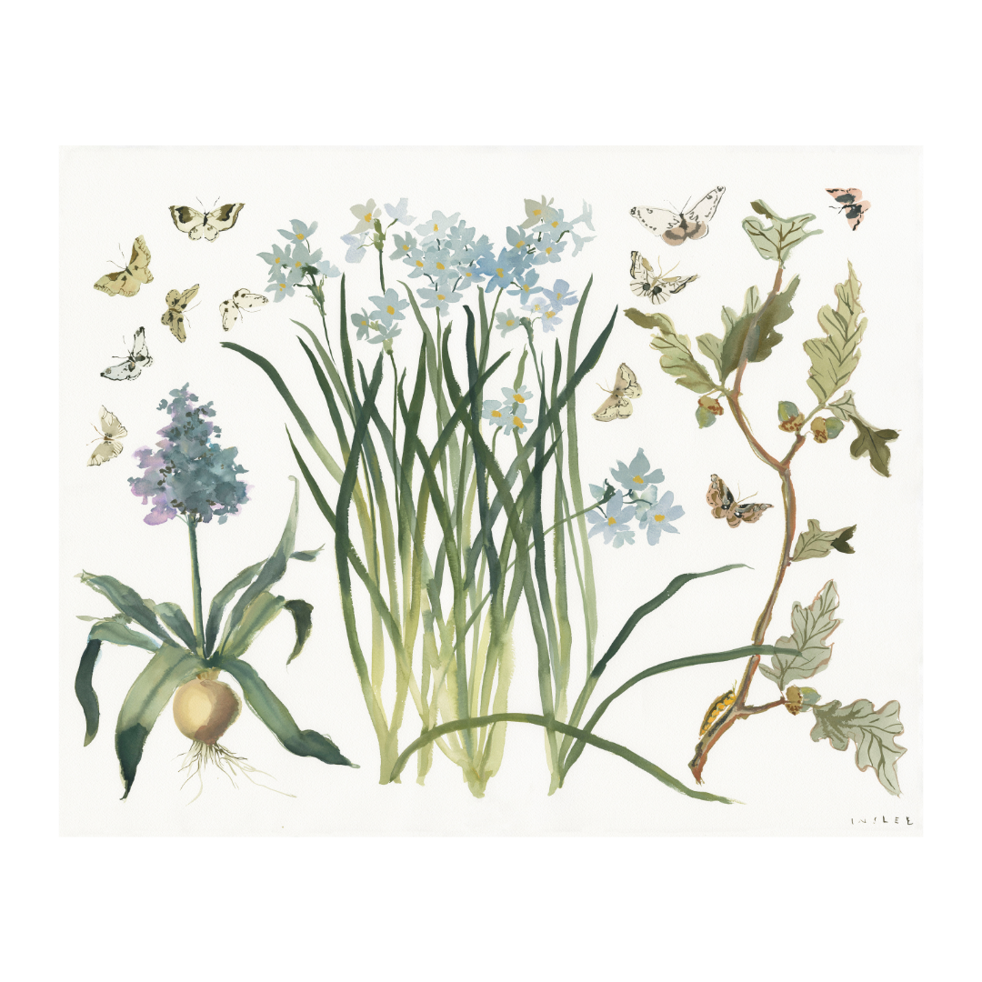 Paris Apartment Series: Paperwhite, Hyacinth and Oak inslee watercolor print 