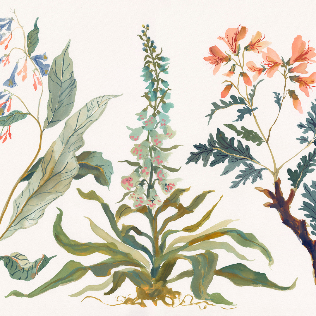 Paris Apartment Series: Foxglove inslee fariss watercolor