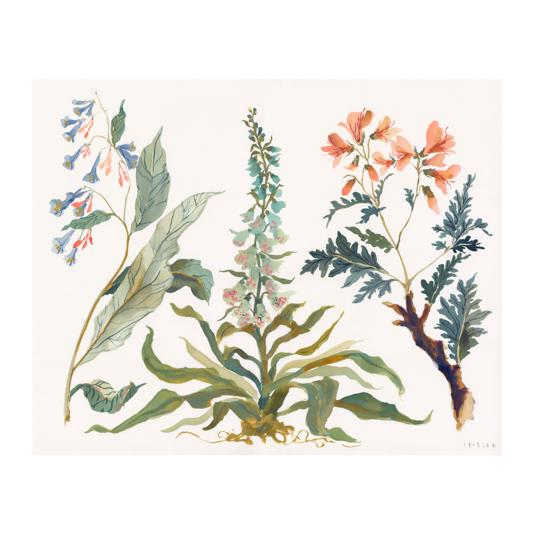 Paris Apartment Series: Foxglove inslee fariss watercolor