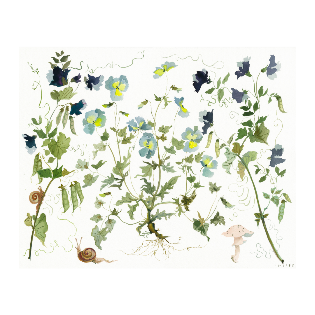 Paris Apartment Series: Pansy, Sweetpea and Snails