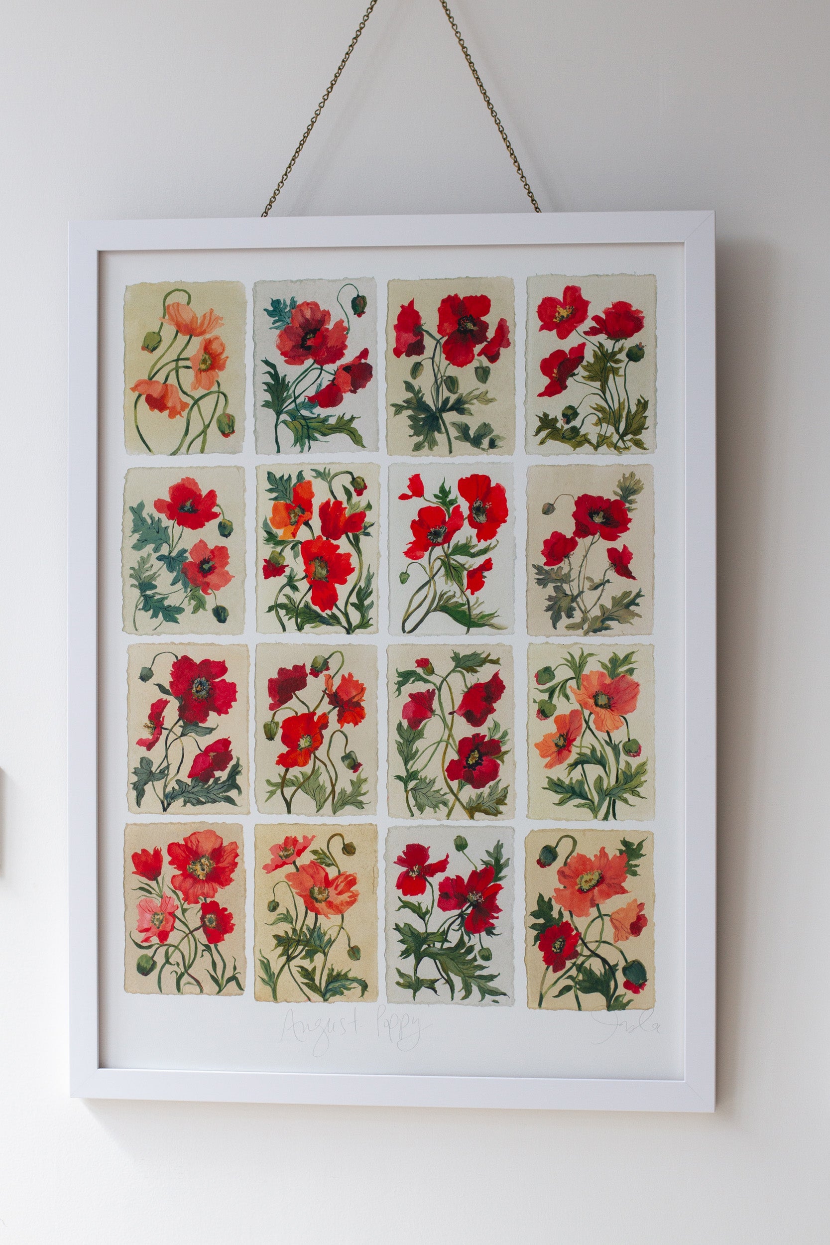 August's Poppy: Series of 16